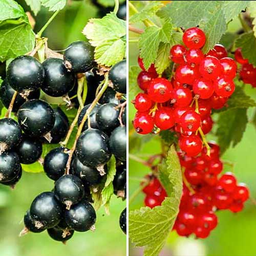 Duo de groseilles, 2 plants interface.image 1 interface.art 5849