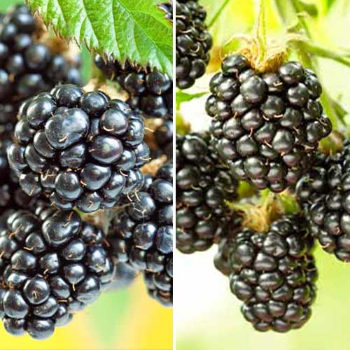 Duo de Mûres, 2 plants interface.image 1 interface.art 5390