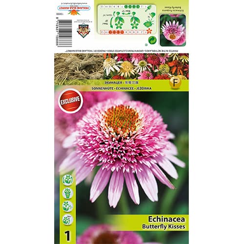 Échinacée Butterfly Kisses interface.image 1 interface.art 77833