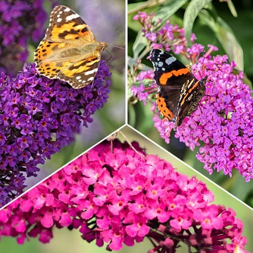 Ensemble Buddleia, 3 plants interface.image 1 interface.art 2032