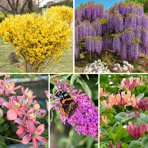 Ensemble d'arbustes d'ornement, 5 plants interface.image 1 interface.art 2034