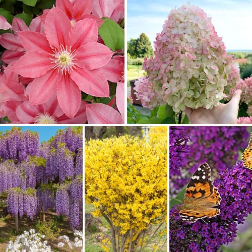 Ensemble d'arbustes d'ornement Blooming Garden, 5 plants interface.image 1 interface.art 2033