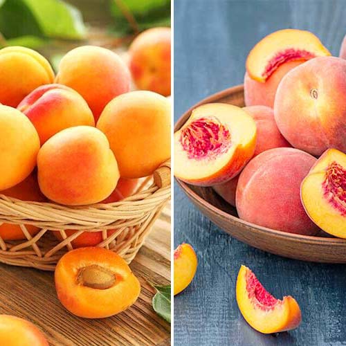 Ensemble de conserves de fruits, 2 plants interface.image 1 interface.art 5676