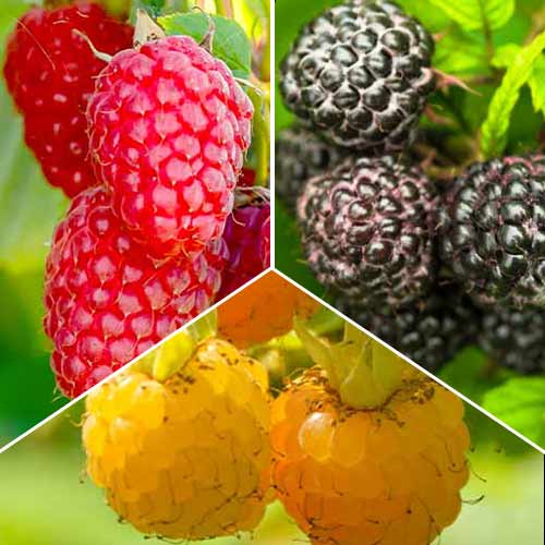 Ensemble de framboises en trio, 3 plants interface.image 1 interface.art 8041