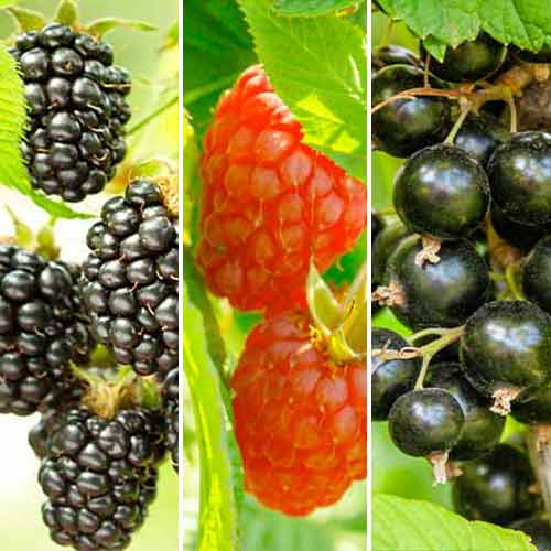 Ensemble de myrtilles Smoothie Set, 3 plants interface.image 1 interface.art 5847