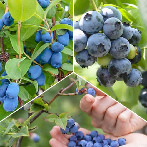 Ensemble de myrtilles Sweetheart, 3 plants interface.image 1 interface.art 1588