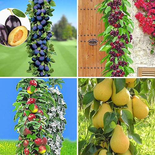 Ensemble de verger, 4 plants interface.image 1 interface.art 1955