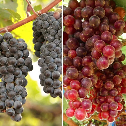 Ensemble de vignes de raisin de cuve rose, 2 plants interface.image 1 interface.art 5577