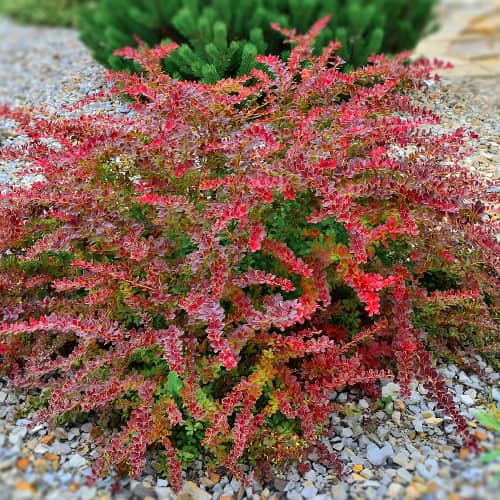 Épine-vinette de Thunberg Golden Ring, P9 interface.image 1 interface.art 9003