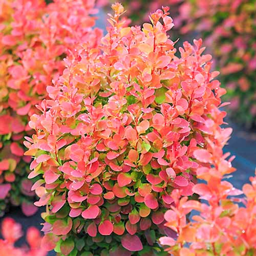 Épine-vinette de Thunberg Red Chief , P9 interface.image 1 interface.art 9002