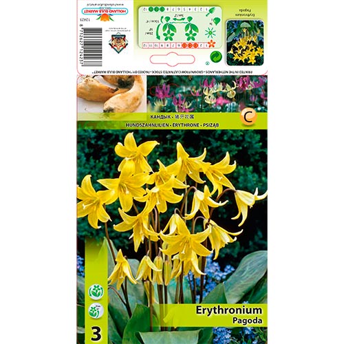 Erythronium (Lys de truite) Pagoda interface.image 1 interface.art 67350