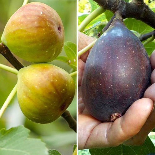 Ficus set, 2 plants interface.image 1 interface.art 5186