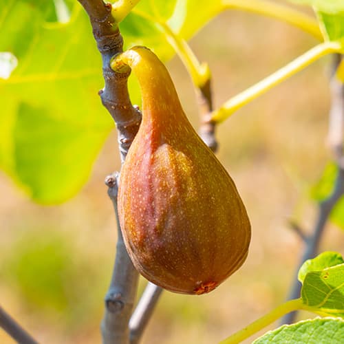 Figuier Francesco, С2 interface.image 1 interface.art 5454