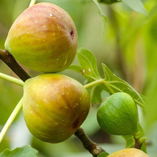 Figuier Gentile Bianco, С2 interface.image 1 interface.art 5184