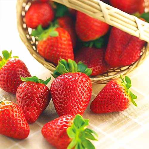 Fraisier Albion interface.image 1 interface.art 5392