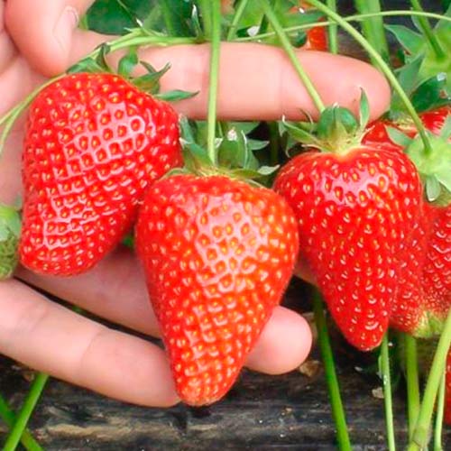 Fraisier Asia interface.image 1 interface.art 5394