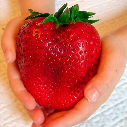 Fraisier Gigant interface.image 1 interface.art 5401