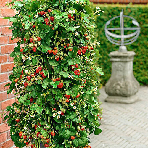 Fraisier grimpant interface.image 1 interface.art 5413