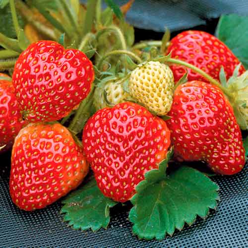 Fraisier Honeoye interface.image 1 interface.art 5402