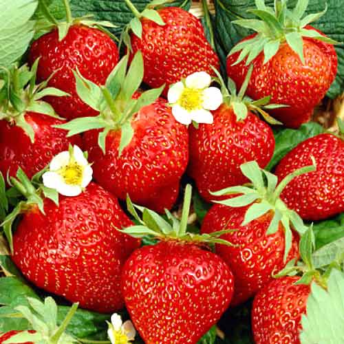 Fraisier Kimberly interface.image 1 interface.art 5403