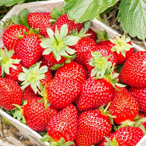 Fraisier Portola interface.image 1 interface.art 5410