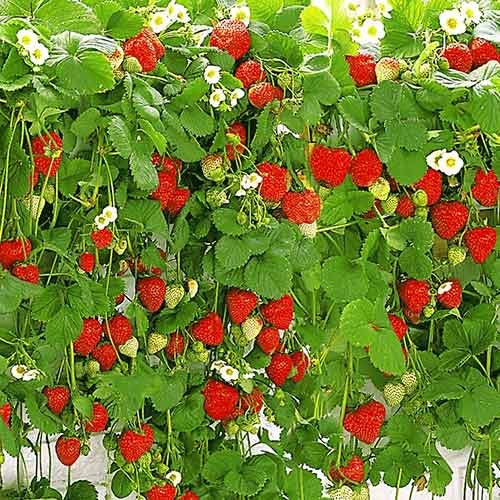 Fraisier retombant interface.image 1 interface.art 5395