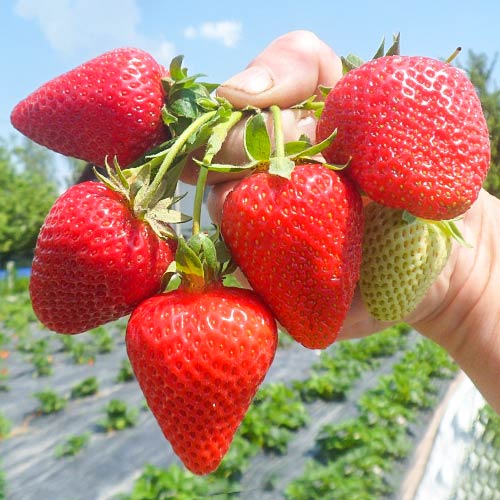 Fraisier San Andreas interface.image 1 interface.art 5411