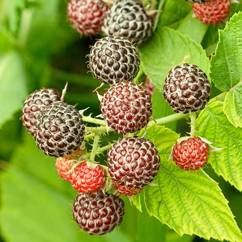 Framboise Glen Coe, P9 interface.image 1 interface.art 7548