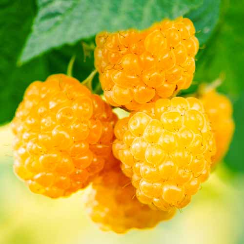 Framboise Golden Everest, Р9 interface.image 1 interface.art 5840