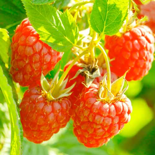 Framboise Heritage, Р9 interface.image 1 interface.art 7616