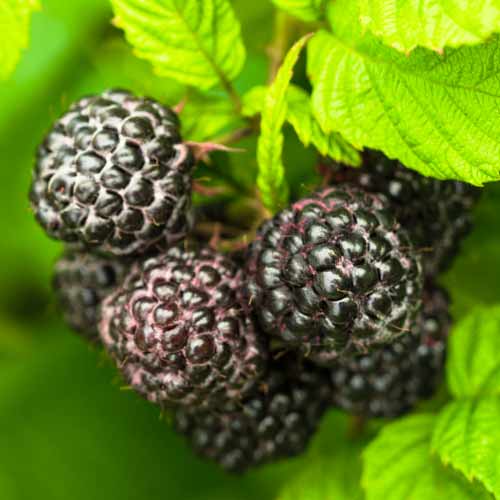 Framboise noir Black Jewel, Р9 interface.image 1 interface.art 7549