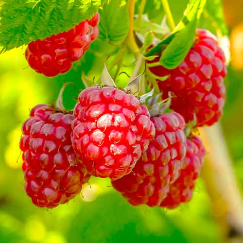 Framboise remontante Polka, Р9 interface.image 1 interface.art 7545