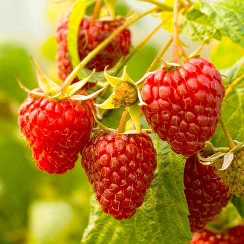 Framboise remontante Red Giant, Р9 interface.image 1 interface.art 7536