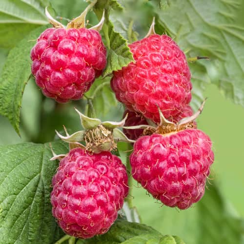 Framboise remontante Zewa, P9 interface.image 1 interface.art 1591