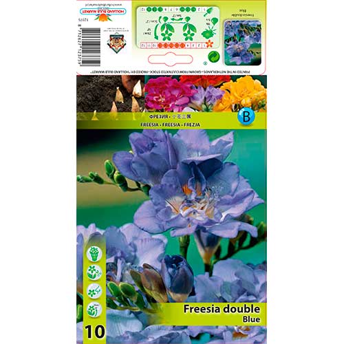 Freesia Double Blue interface.image 1 interface.art 76234