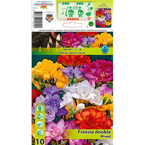 Freesia Double Mixed interface.image 1 interface.art 76235