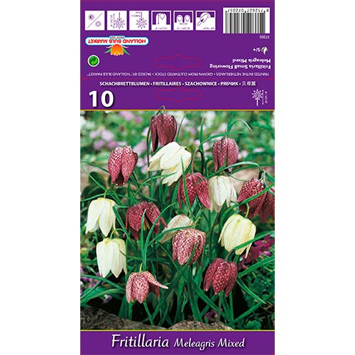Fritillaria Meleagris Mixed interface.image 1 interface.art 68102