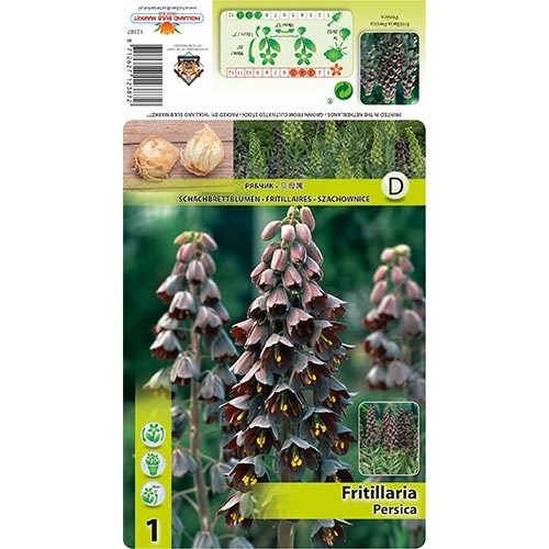 Fritillaria Persica interface.image 1 interface.art 68024