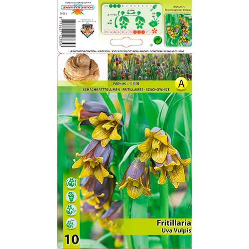 Fritillaria Uva Vulpis interface.image 1 interface.art 70245