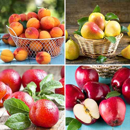 Gâteau de fruits Ensemble, 4 plants interface.image 1 interface.art 5873