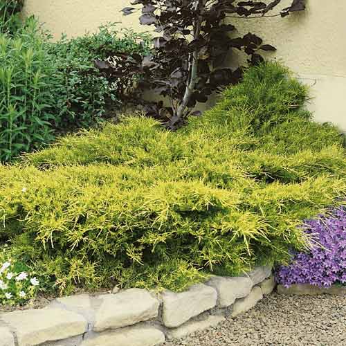 Genévrier de Chine Kuriwao Gold interface.image 1 interface.art 7734