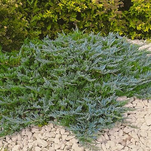 Genévrier de roche Blue Chip, Р9 interface.image 1 interface.art 9434