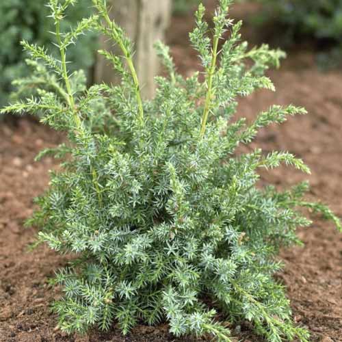 Genévrier écailleux Blue Alps, C2 interface.image 1 interface.art 7745