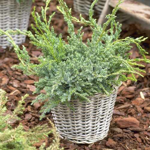 Genévrier écailleux Blue Carpet, C2 interface.image 1 interface.art 7743