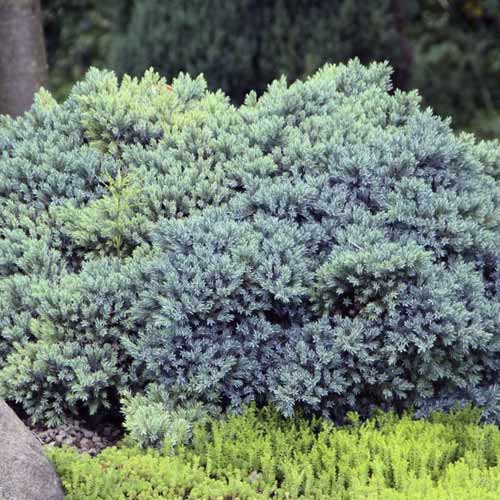 Genévrier écailleux Blue Star, C2 interface.image 1 interface.art 7744