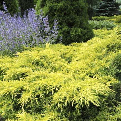 Genévrier Gold Star, C2 interface.image 1 interface.art 7740