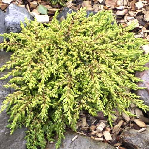 Genévrier Goldschatz interface.image 1 interface.art 7736