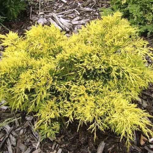 Genévrier King of Spring interface.image 1 interface.art 7742