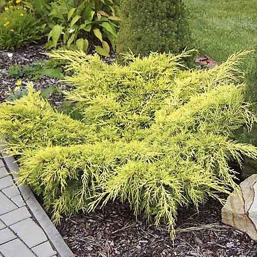 Genévrier Old Gold interface.image 1 interface.art 7741