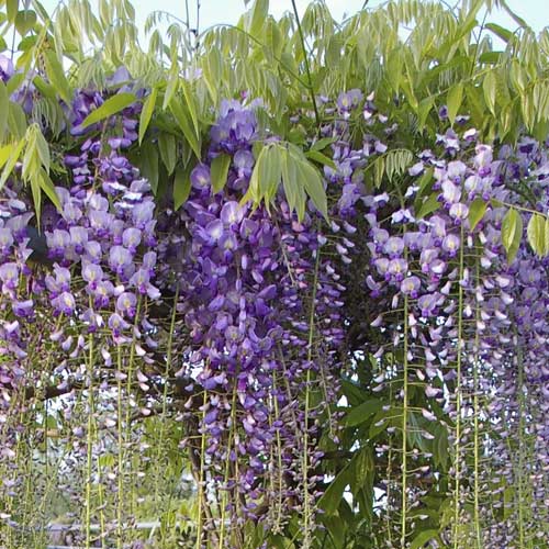 Glycine (Wisteria) Blue Dream, С2 interface.image 1 interface.art 8238
